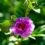 Appartamento La Meriggia Agriturismo- Il Cipresso