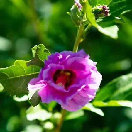 Apartman La Meriggia Agriturismo- Il Cipresso