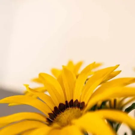 La Meriggia Agriturismo- Il Cipresso